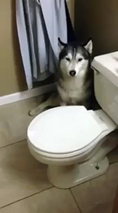 Monks Bath Time Tantrum