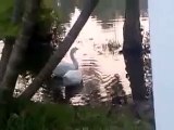 Two white beautiful swan duck busy eating fish from the pond at afternoon.