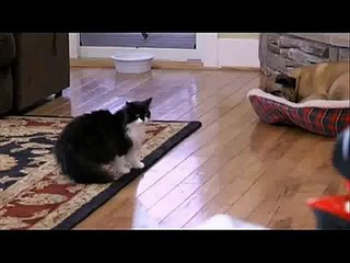 Jeremy Roloff and Jacob Mueller (from Little People, Big World) throws cat!