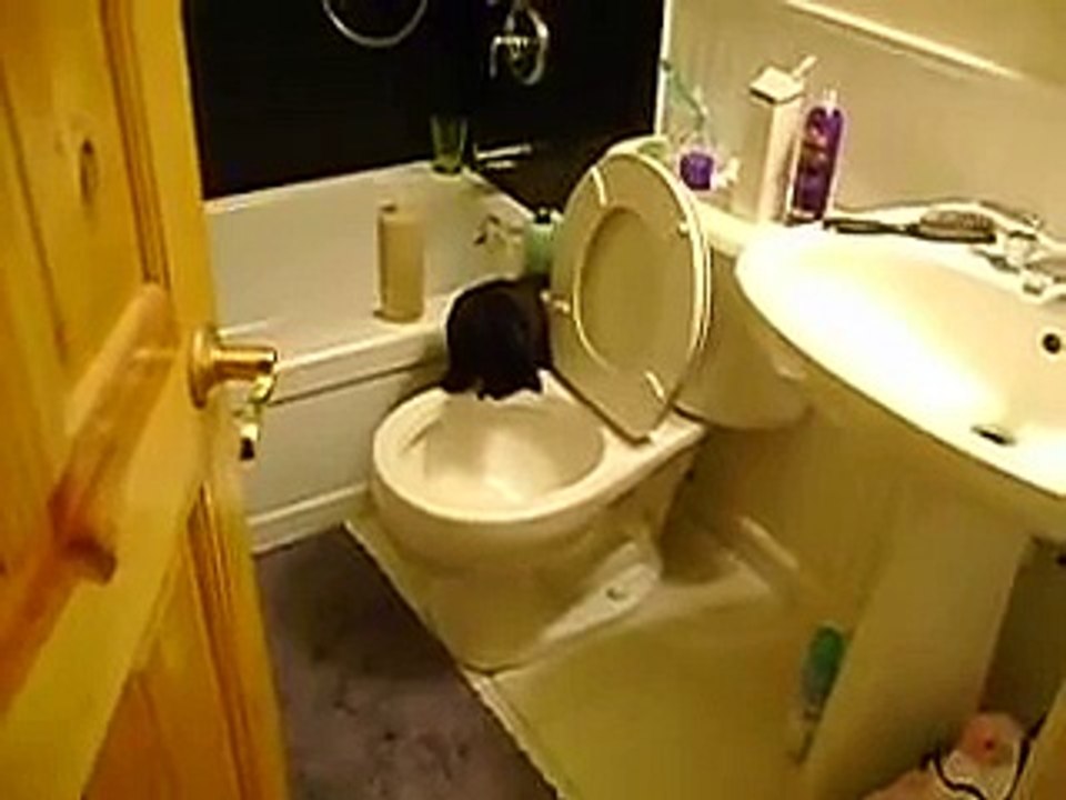 Cat flushing the toilet