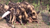 African Painted Pups Eat