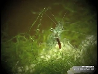 Ghost Shrimp Feeding & Offspring