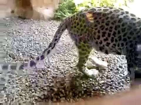 Arabian Leopard (Panthera pardus nimr) at the Arabia's Wildlife Centre, Sharjah, UAE, 31.03.2011.