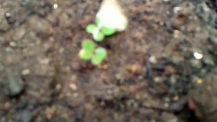 زراعة الملفوف . الكرنب