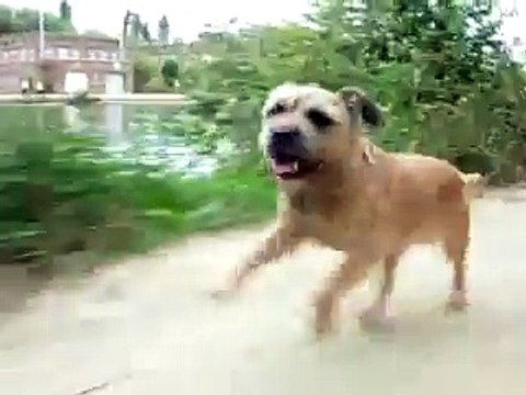 BORDER TERRIER on the run, having a GOOD TIME !!!!!