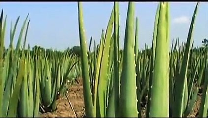 De Aloe Vera Producten van Forever Living Products.
