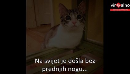 Inspirational Story Of a Special Cat