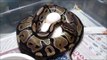 2014 Ball Python Clutch #1