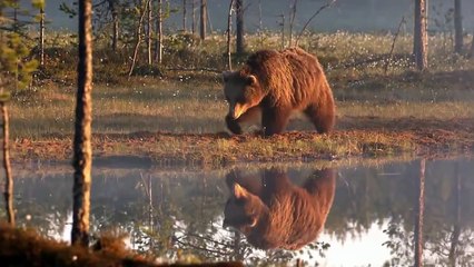 Finland's Nature in Autumn & Finnish Folk Song "Röntyskät" (Kardemimmit)