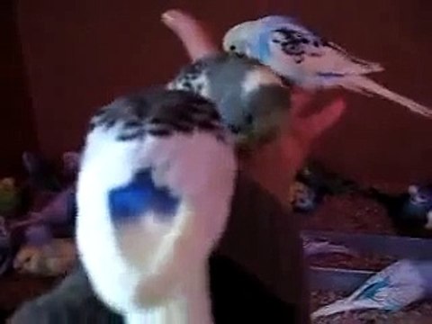 Muhabbet kuşları sesleri, Muhabbet kuşu sesi