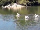Dombes : pélicans frisés / dalmatian pelicans