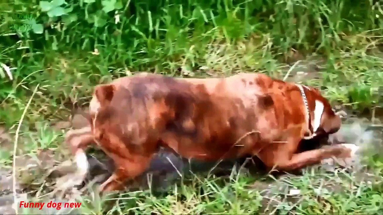 funny dog asleep like a baby Dogs laugh with funny and cute world