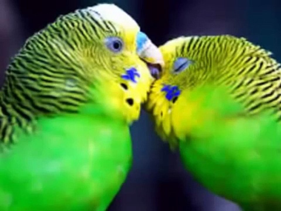 Kuş Sesleri Muhabbet Kuşu Sesleri