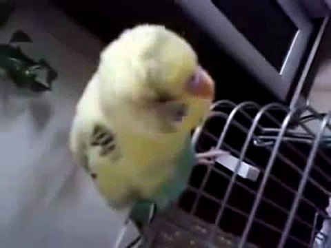 aşkım bitanem cicikuş annecim napıyosun diyen cici kuş muhabbet kuşu şapşal kuş