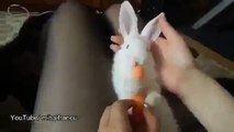 Baby Bunnies Eating A Carrot