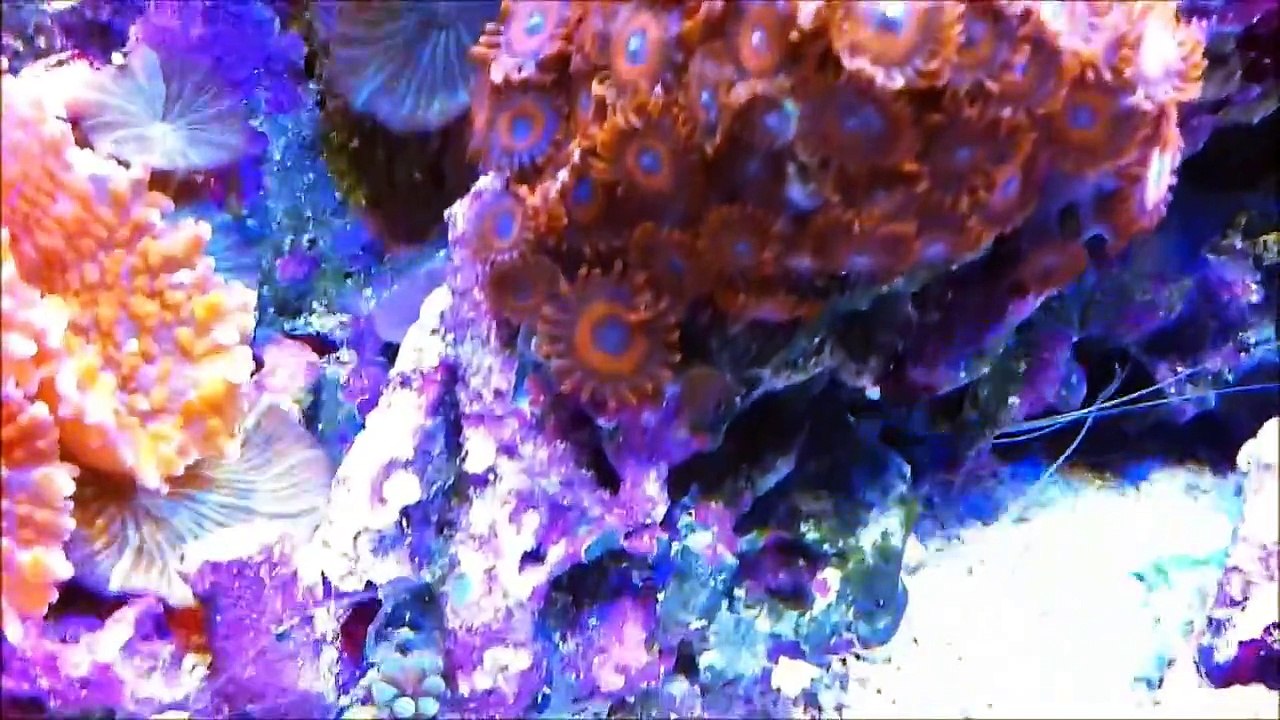 ROWEY'S 15G NANO REEF UPDATE.