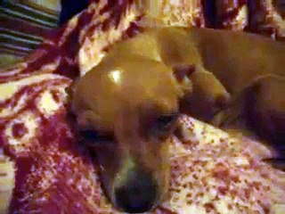 Puppy Come Home:  Sneak Preview-Wake up time 03.20.2014