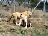 Lions Fight Lioness vs Lion Animal Fights, Animal Attacks, Funny Animal HD