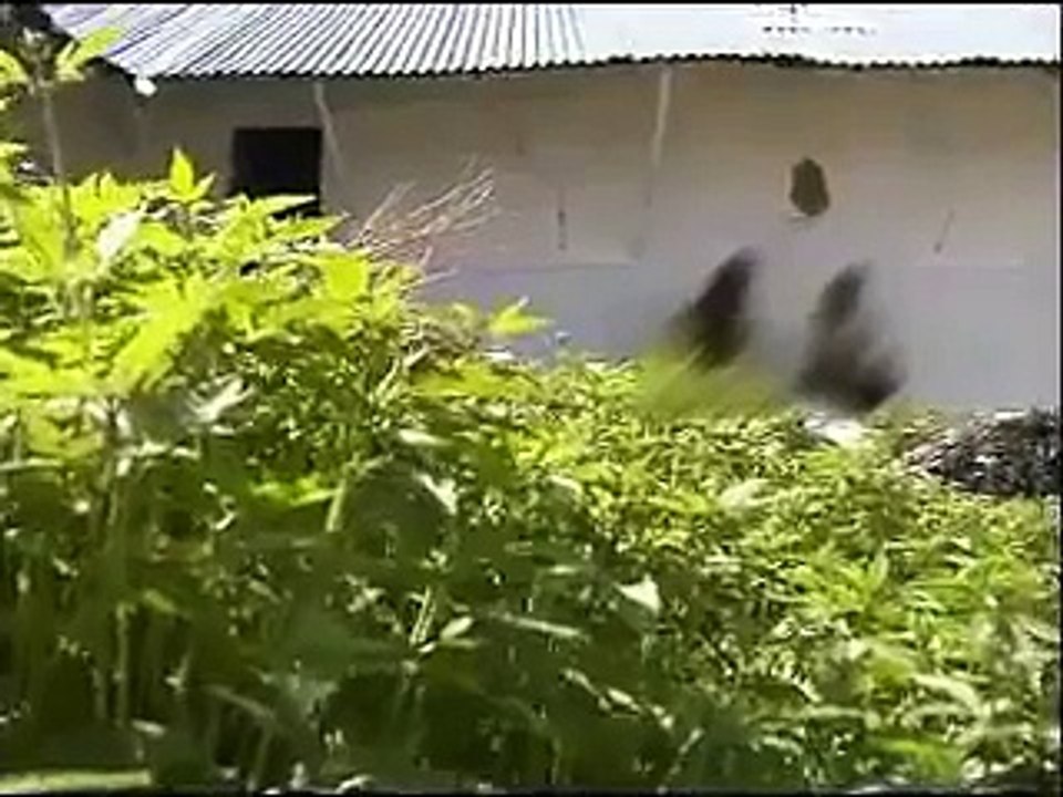 Polen