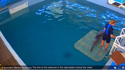 Training dolphins online. Clearwater Marine Aquarium. Live cam