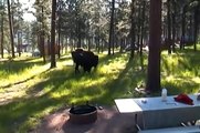 Buffalo in Blue Bell Campground, Custer State Park, July 2011