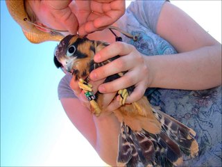 Aplomado Falcons and New Mexico