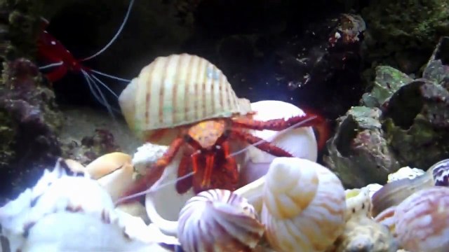 Hermit Crab changing shells in HD 1 of 2