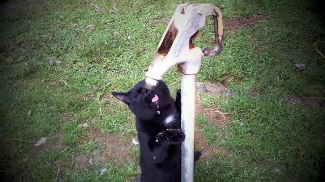 Farm Sanctuary Highlight Vid 4 - Pigs and Jay the burned bull