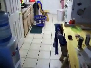 The Amazing coon hunting Bloodhound