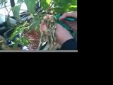 Aquaponics - Growing Tomatoes with Aquaponics