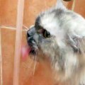 Best Funny Cats Compilation [Most See] Funny Cat Videos Ever 2015