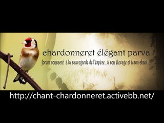 Chant Chardonneret d'Algerie