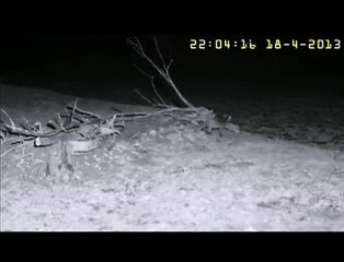 Vosjes....wat zijn ze leuk!