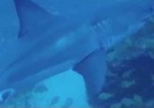 Great White Shark Approaches Florida Spearfisherman