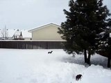 Miniature Dachshunds in a Winter Wonderland