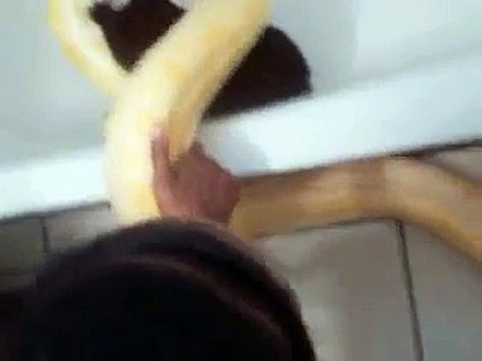 Burmese Python eating big rabbit