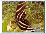butterflies from guatemala zebra long wing heliconian