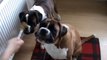 Boxer dogs Archie and Alfie eating peanut butter !