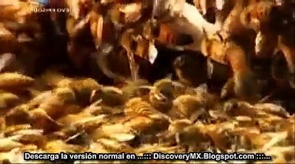 Planeta Humano 8 [4/4] La Vida en las Ciudades