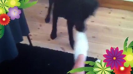 Dobermann - LITA - Raubtier cover