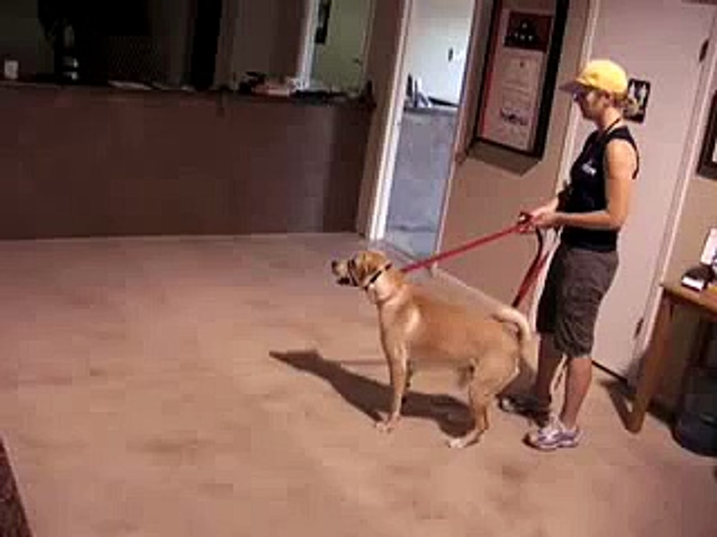 ⁣Overcoming Dog to Dog Aggression