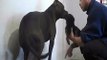 Un Pitbull che aggredisce  un cucciolo di  Pastore Tedesco (Pitbull attacks pup of German Shepherd).