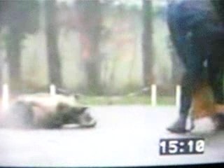 Attaque chien police