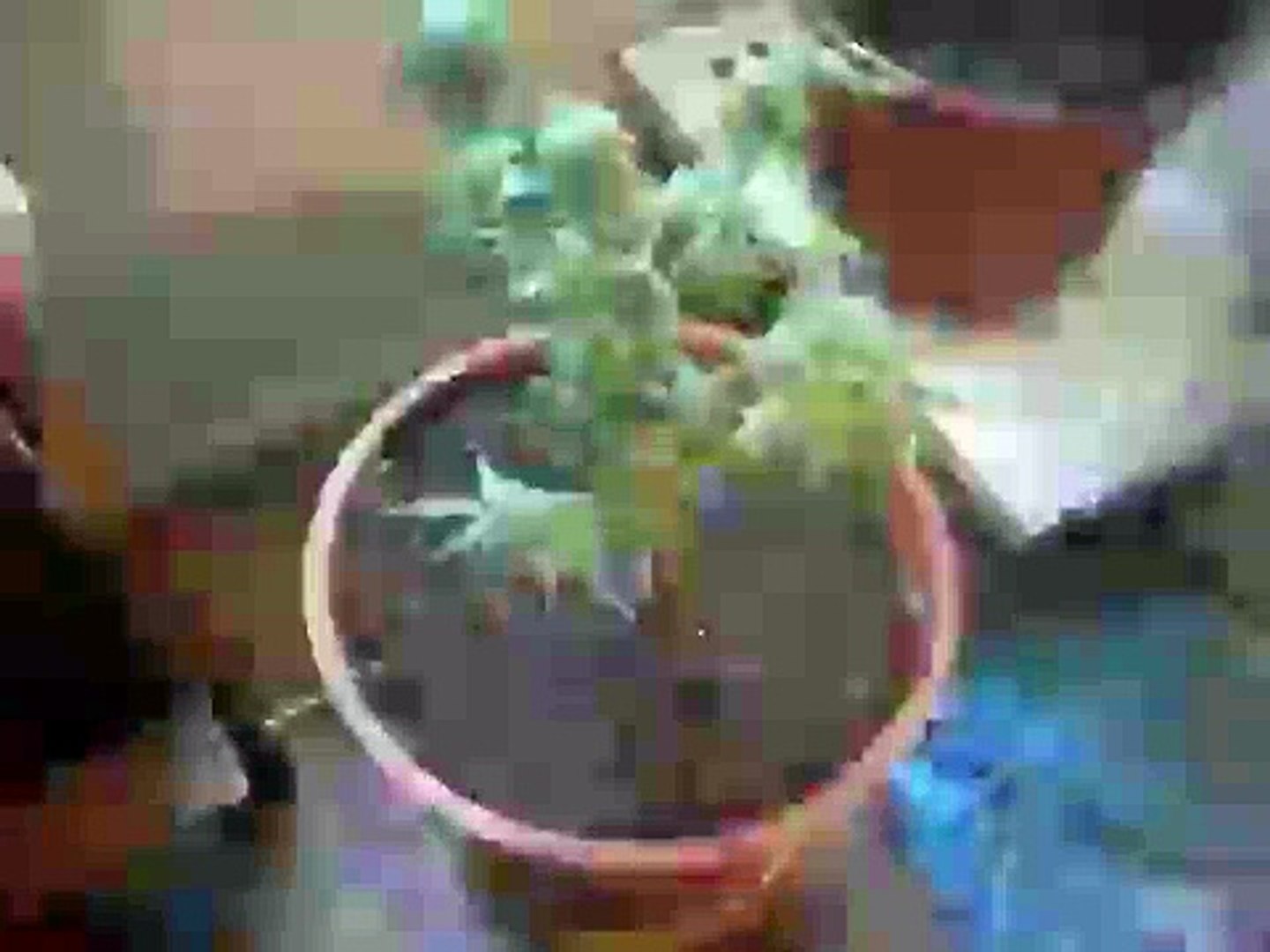 Mini plant  (cannabis)