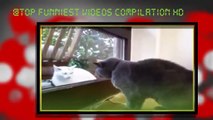 Funny Cat Videos 2015   Top funny animal Compilation   ANGRY CAT   HD