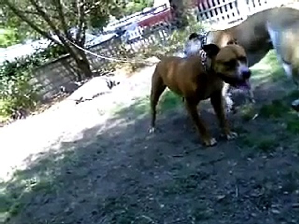 Kobe Woof Productions Woof Woof