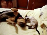 Como perros y gatos