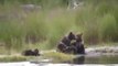 Bear cubs of the year playing and whining