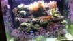 Biocube 29 Gallon Tank Tour