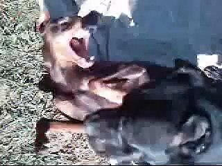 doberman and presa canario